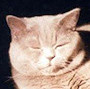 Czankra*PL Hodowla Kotów Brytyjskich - UNITY OF CZANKRA