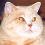 Czankra*PL Hodowla Kotów Brytyjskich - NIKITA of CZANKRA