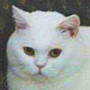 Czankra*PL Hodowla Kotów Brytyjskich - NIKITA of CZANKRA