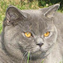Czankra*PL Hodowla Kotów Brytyjskich - NANNE of CZANKRA